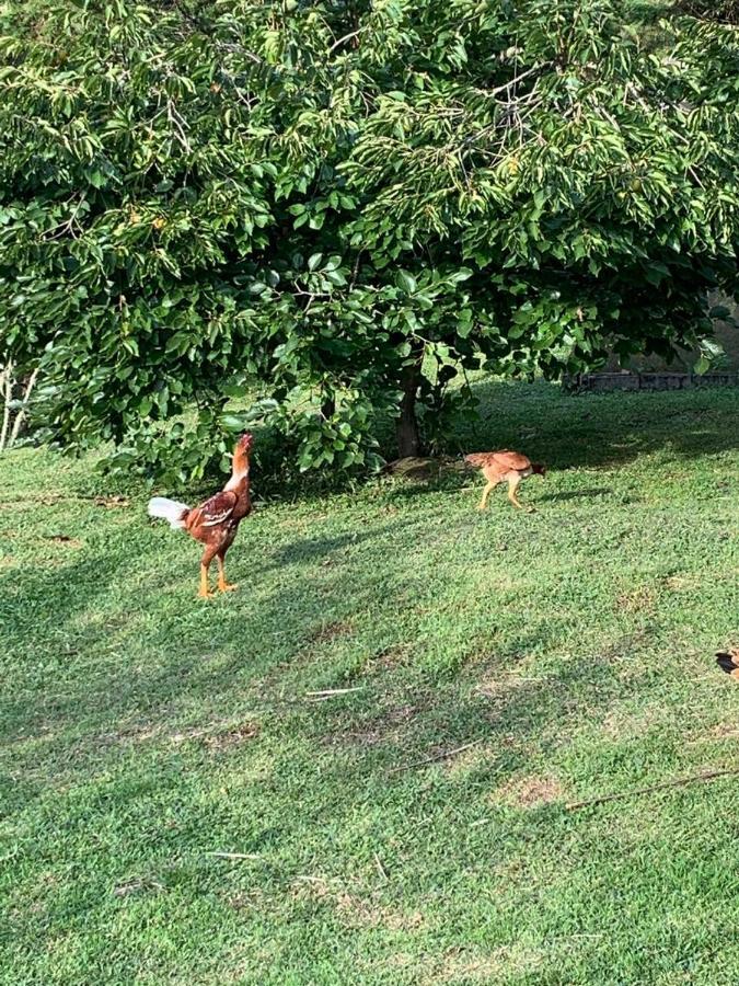 Recanto Da Natureza, Chale Gonçalves Extérieur photo